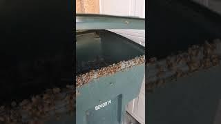 Rescuing a swarm of honey bees from a trash can