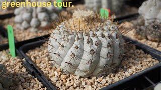 The finest Copiapoa collection in Los Angeles I have ever laid my eyes upon:  Copiapoa afficianados