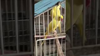 Yellow Ringneck parrot beautiful pair #yellow #ringneck #parrot #viral #sarfaraztaimoor