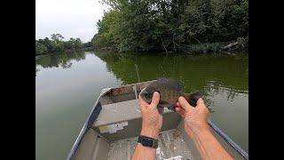 More Big Bluegill on a Fly Rod