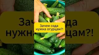 Зачем сода огурцам?! #огород #дача  #огурцы  #подкормка #удобрения #урожайбезхимии #мучнистаяроса