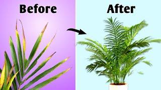 Do This! - Your Areca Palm Will Grow Fast// Areca Palm Care Indoor