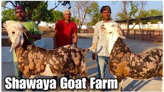 Shawaya Goat Farm Ke Gujri Khassi Bakre In Bhiwandi