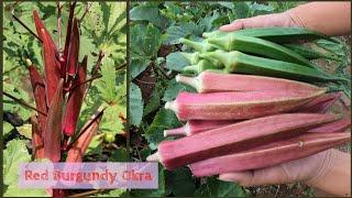 From Seeds to Harvest- Pink Okra | Red Okra