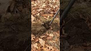Short #37 - Surprise Oxen Shoe, metal detecting with the Nokta Makro Simplex  #noktadetectors