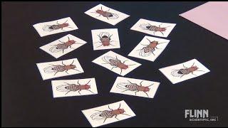 Fruit Fly Genetics Simulation