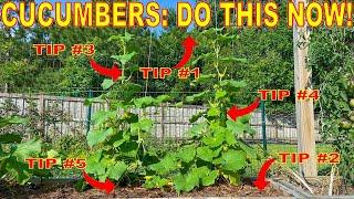 Your Cucumbers Will LOVE You For This: 5 Things To Do NOW!