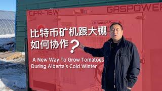 A New Way To Grow Tomatoes During Alberta's Extremely Cold Winter