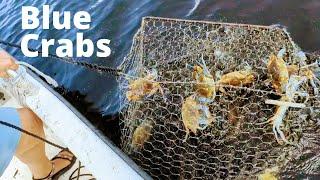 Blue Crabs And Shrimp, Great Time Catching Them