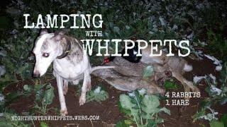 lamping with whippets 4 rabbits 1 hare