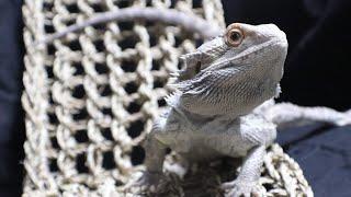 LIVE Lizard Chat W/LizardGuru