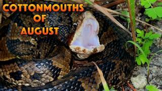 Cottonmouth SNAKE Encounters, August Herping Finds, & LOST Footage?