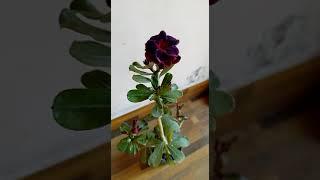 #shorts #trending #viral #ytshorts #adenium #flowers #garden #natureworld1616 #desert_rose #flower