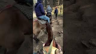 Dangerous horse riding through steep mountain trail #pahalgam #horseriding #shortsfeed