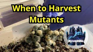 When to Harvest Mutants? Mycophilia, Mycology