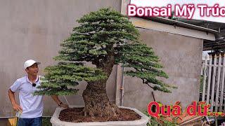 Ngắm nhìn những tác phẩm cây Bonsai đẹp mắt vườn Bonsai Mỹ Trúc ở Bến Tre.