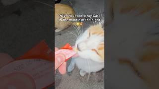 Do you think indoor cats are more happy or stray cats? #pov #straycat #cat #shorts