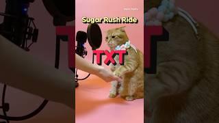 베니의 TXT(투모로우바이투게더) ‘Sugar Rush Ride’ cover by Benny the Cat #shorts