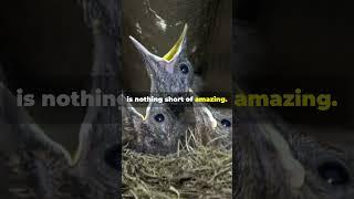 Nature's Wonder: Man Raises Baby Birds, Unexpected Transformation!