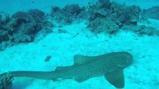 Sharm el Sheikh - Dive - Februar 2014