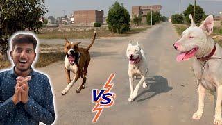 Heavy Bully Dog Badshah Vs Gabbar Badmash