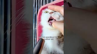 Dying mom cat rescued. #healing #save #cat #love #shortvideo #shorts