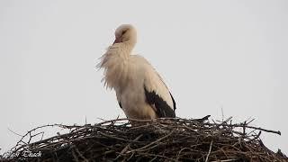 Вечір у гнізді білого лелеки / Evening in the White Stork's nest