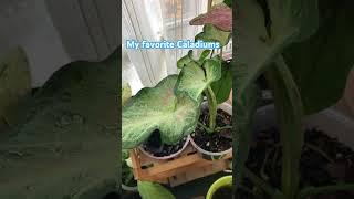 My favorite caladiums #caladium #indoorplants #love