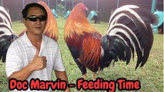 Feeding Time Beautiful Big Farm Philippines DOC MARVIN FARM