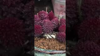 大尤朱子玉 苦瓜 多肉植物 succulents