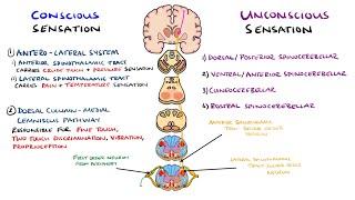 Spinothalamic Tract and Dorsal Column Medial Lemniscus Pathway | Ascending Tracts of the Spinal Cord