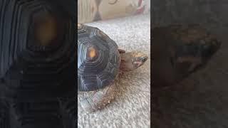 red footed tortoise