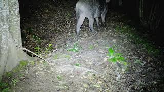 The Biggest Warthog - Wildboar caught on wild camera