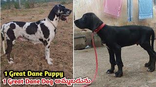 top quality Great dane Puppy and dog for sale in telugu/ 83320 00807 / aj pets