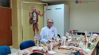 Department of Human Anatomy, Faculty of Medicine, University of Banja Luka, Bosnia and Herzegovina.