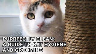 Purrfectly Clean: A Guide to Cat Hygiene and Grooming