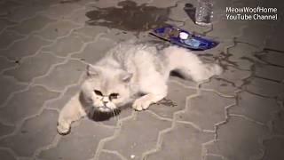 The three-legged stray British Shorthair Cat, dragging its broken leg, came to me for help