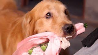 Golden Retriever Luhu：I want my mom to be healthy forever.#dog #puppy #pet #cutedog