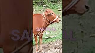 Sahiwal Cow  #Shorts #cow