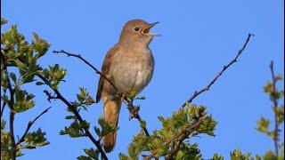 Eight Hours Relaxing Birdsong: The Nightingale