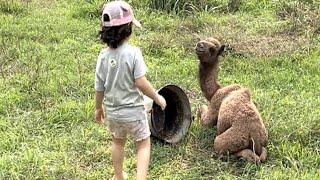 Tiny camel and little girl are best friends