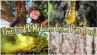 The Pine Trees - A Guide To Their Food, Medicine & Identification 