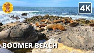 La Jolla Walking Tour, Boomer Beach, San Diego CA | {4k}  Binaural Sound