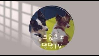 댕댕TV)밀크와 초코에게 목소리가 생긴다면??