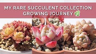 My Rare Succulent Collection + Growing Journey | Colorful  Echeveria | April 2021