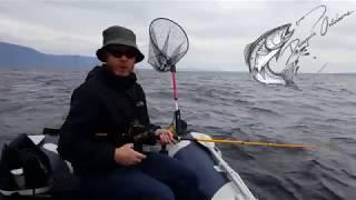 Drive - Catch - Net -  Lake Trout, Stuart Lake BC.