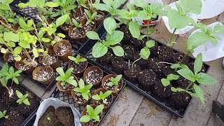 Soil blocks vs bio-pots, 5/23/22