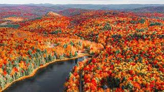 15 Most Beautiful Fall Leaves