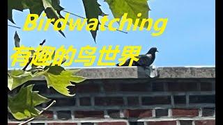 Birdwatching Part 3 / Zhenzhen Projects # 199