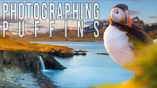 Puffin Photography in EAST Iceland